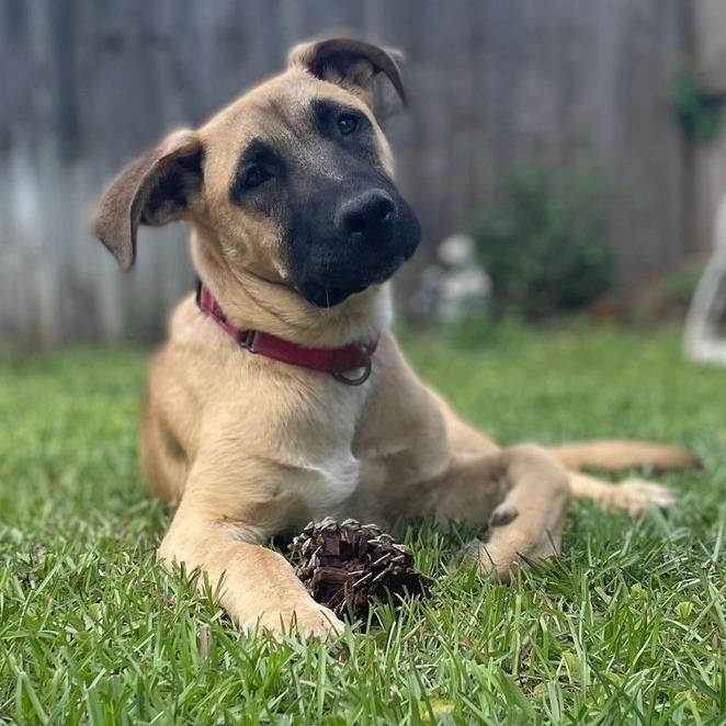Enlarge Jack, a Adoptable Great Dane in Enterprise, AL image 3/4