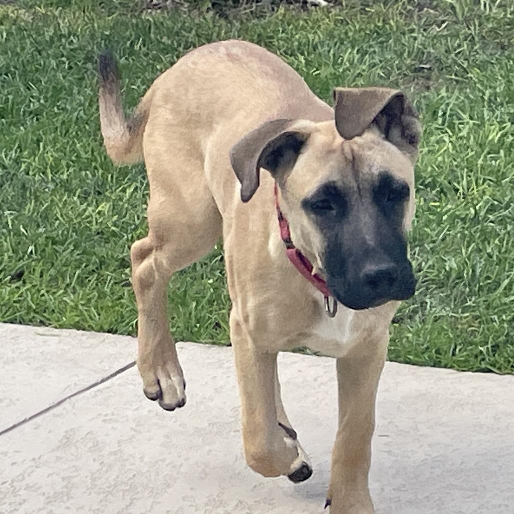 Enlarge Jack, a Adoptable Great Dane in Enterprise, AL image 4/4