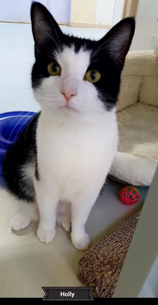 Holly, Adoptable, Young Female Tuxedo.