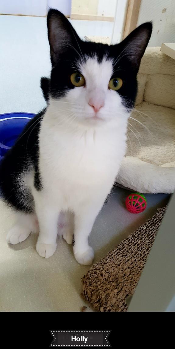 Holly, a Adoptable Tuxedo in Key Largo, FL image 2/4