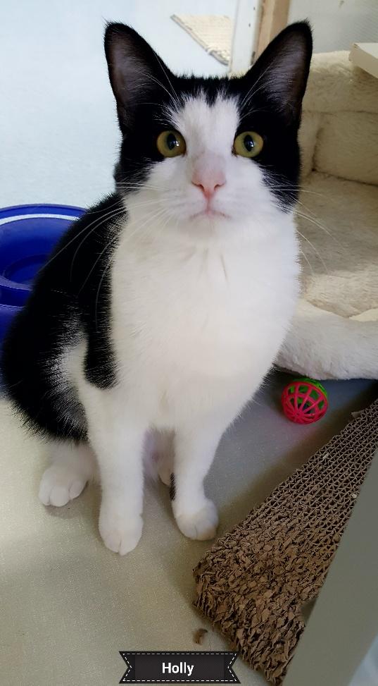 Holly, a Adoptable Tuxedo in Key Largo, FL image 3/4