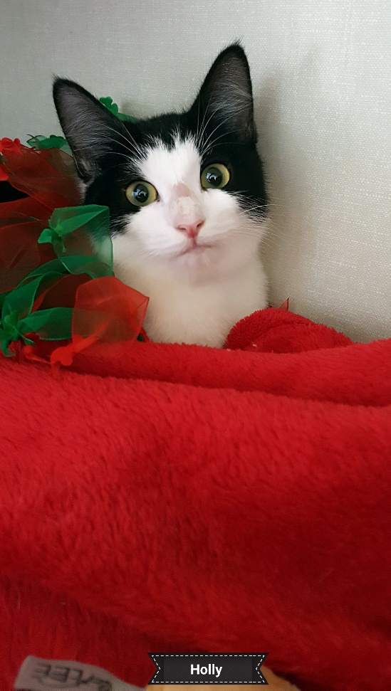 Holly, Adoptable, Young Female Tuxedo.