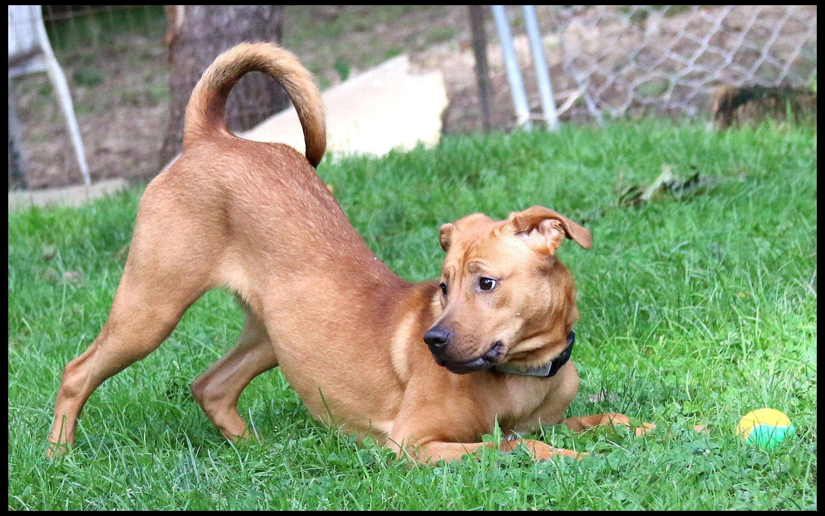 Enlarge Rooh, a Adoptable mixed breed in Shippenville, PA image 5/6