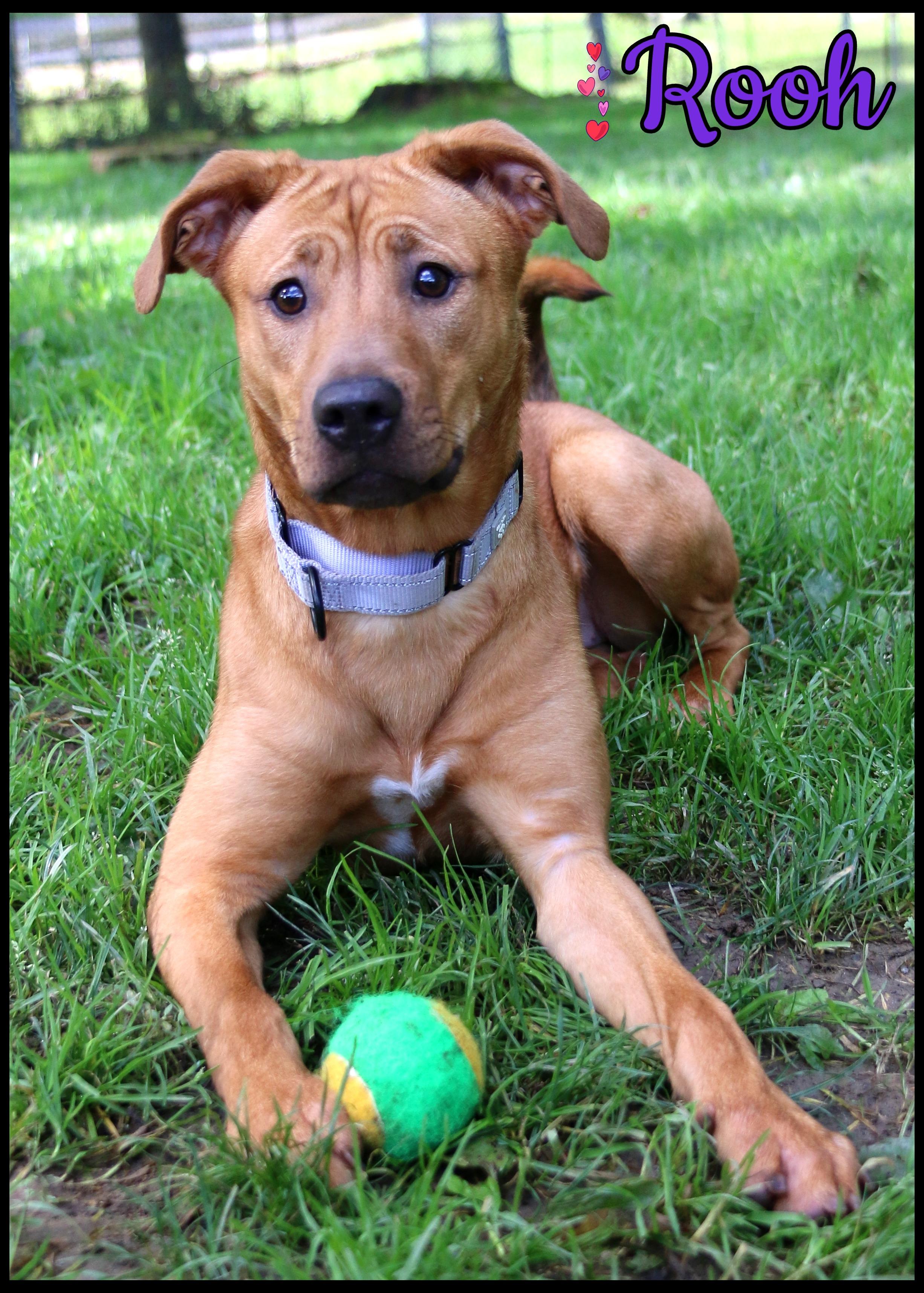 Rooh, Adoptable, Young Female Shar-Pei.