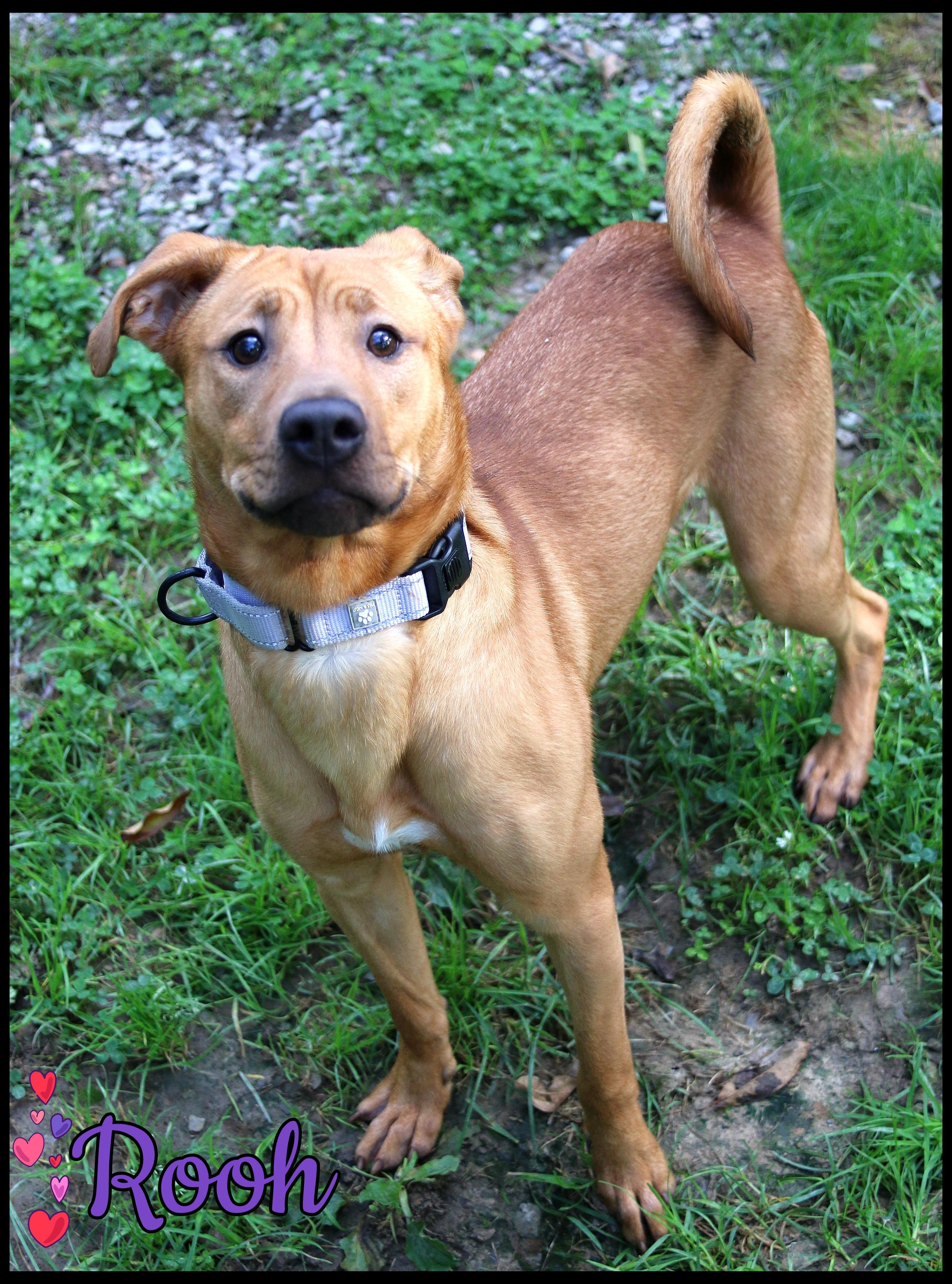 Enlarge Rooh, a Adoptable mixed breed in Shippenville, PA image 4/6