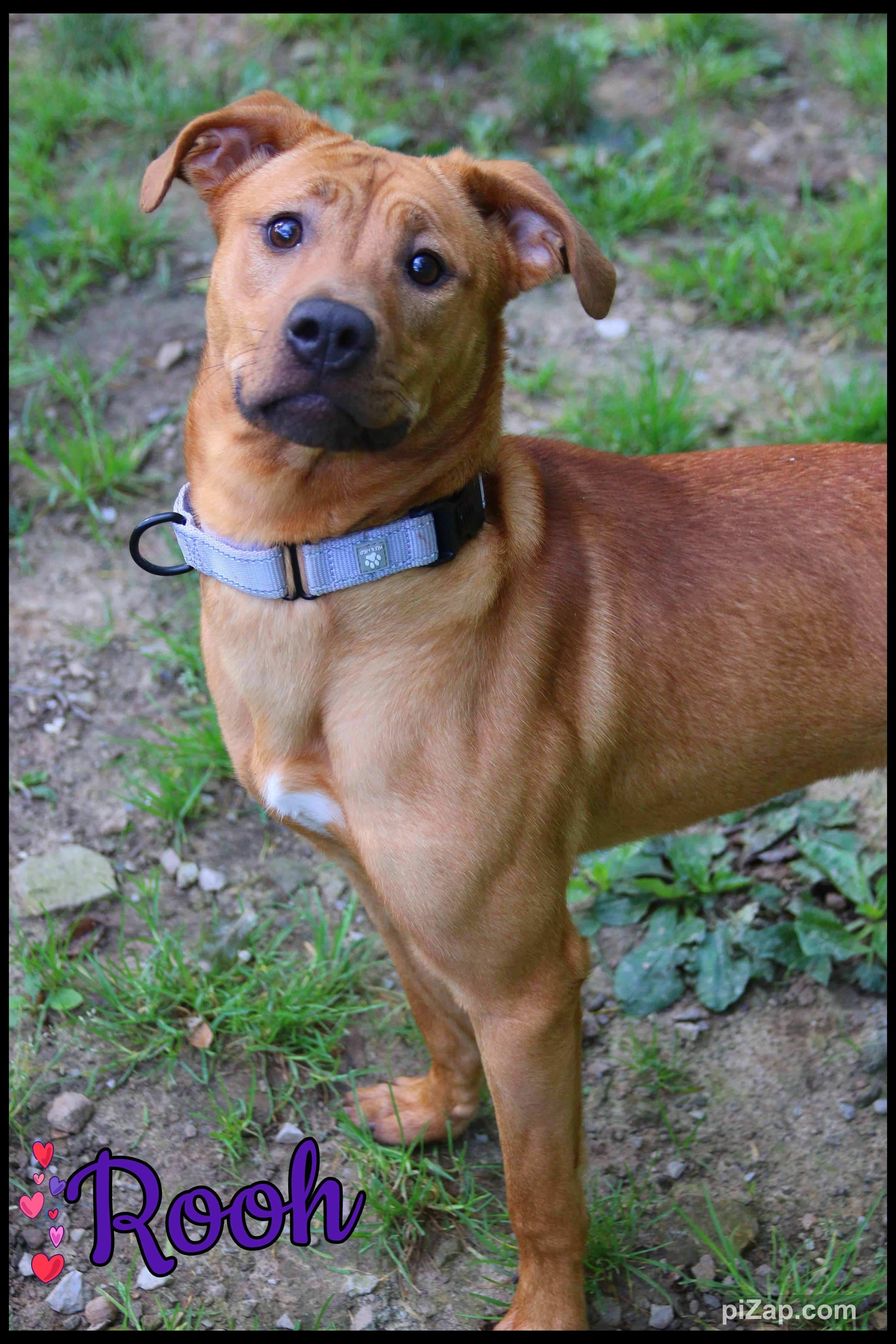 Enlarge Rooh, a Adoptable mixed breed in Shippenville, PA image 3/6