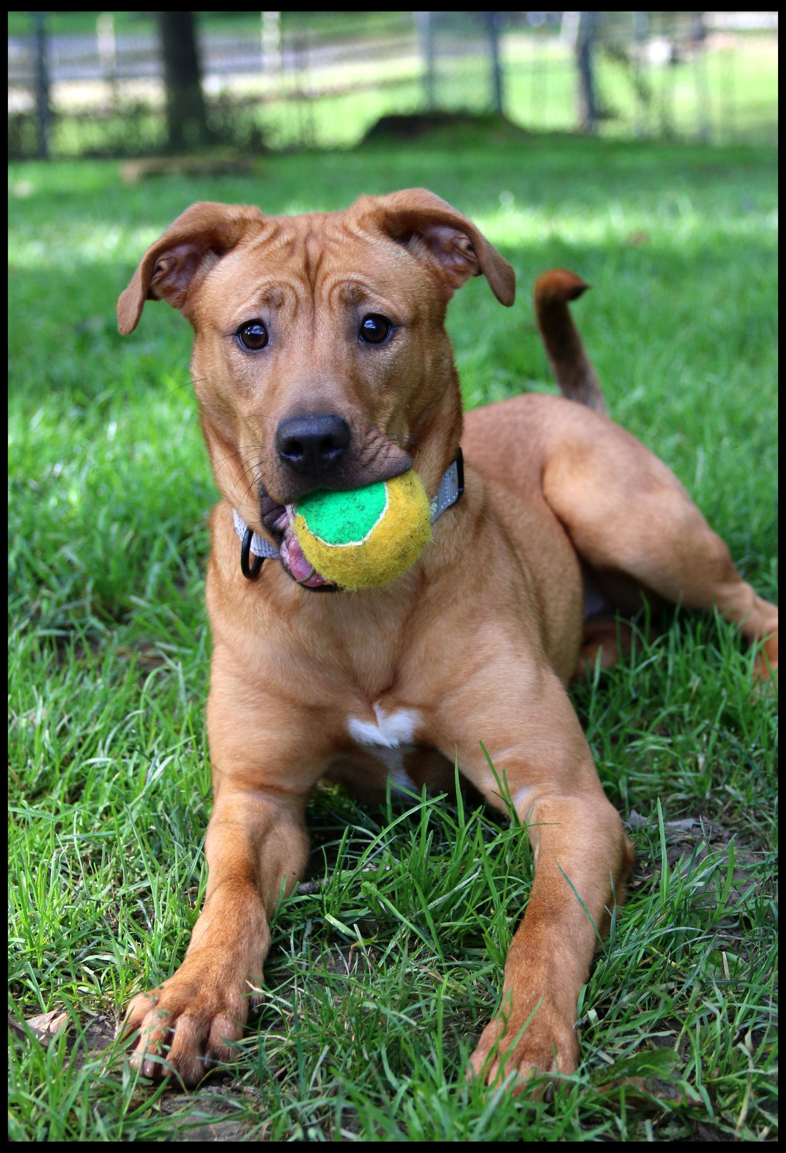Enlarge Rooh, a Adoptable mixed breed in Shippenville, PA image 6/6