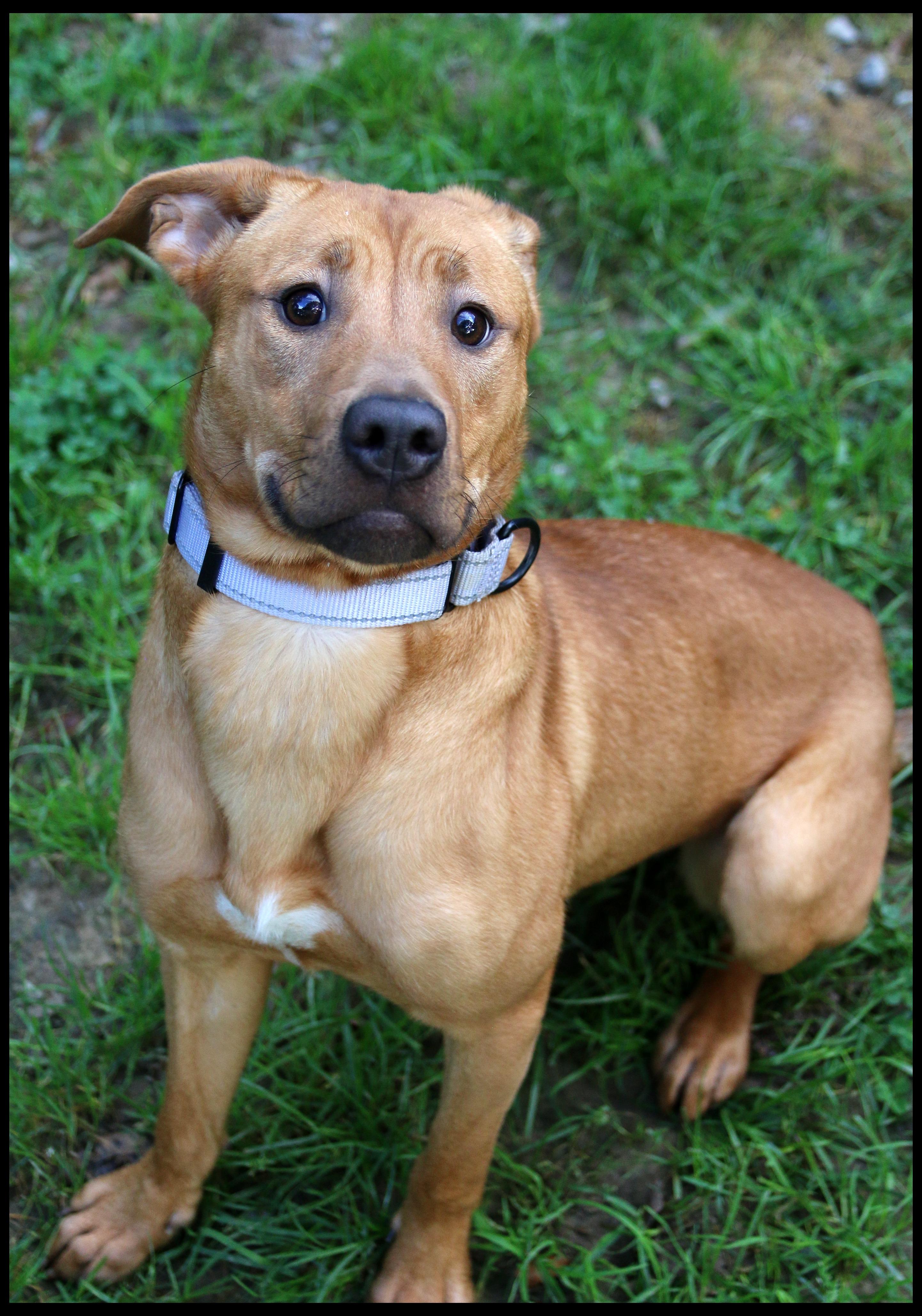 Enlarge Rooh, a Adoptable mixed breed in Shippenville, PA image 2/6