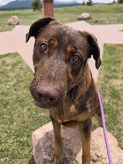 Tex, Adoptable, Adult Male Labrador Retriever & Mixed Breed.