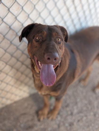 Tex, Adoptable, Adult Male Labrador Retriever & Mixed Breed.