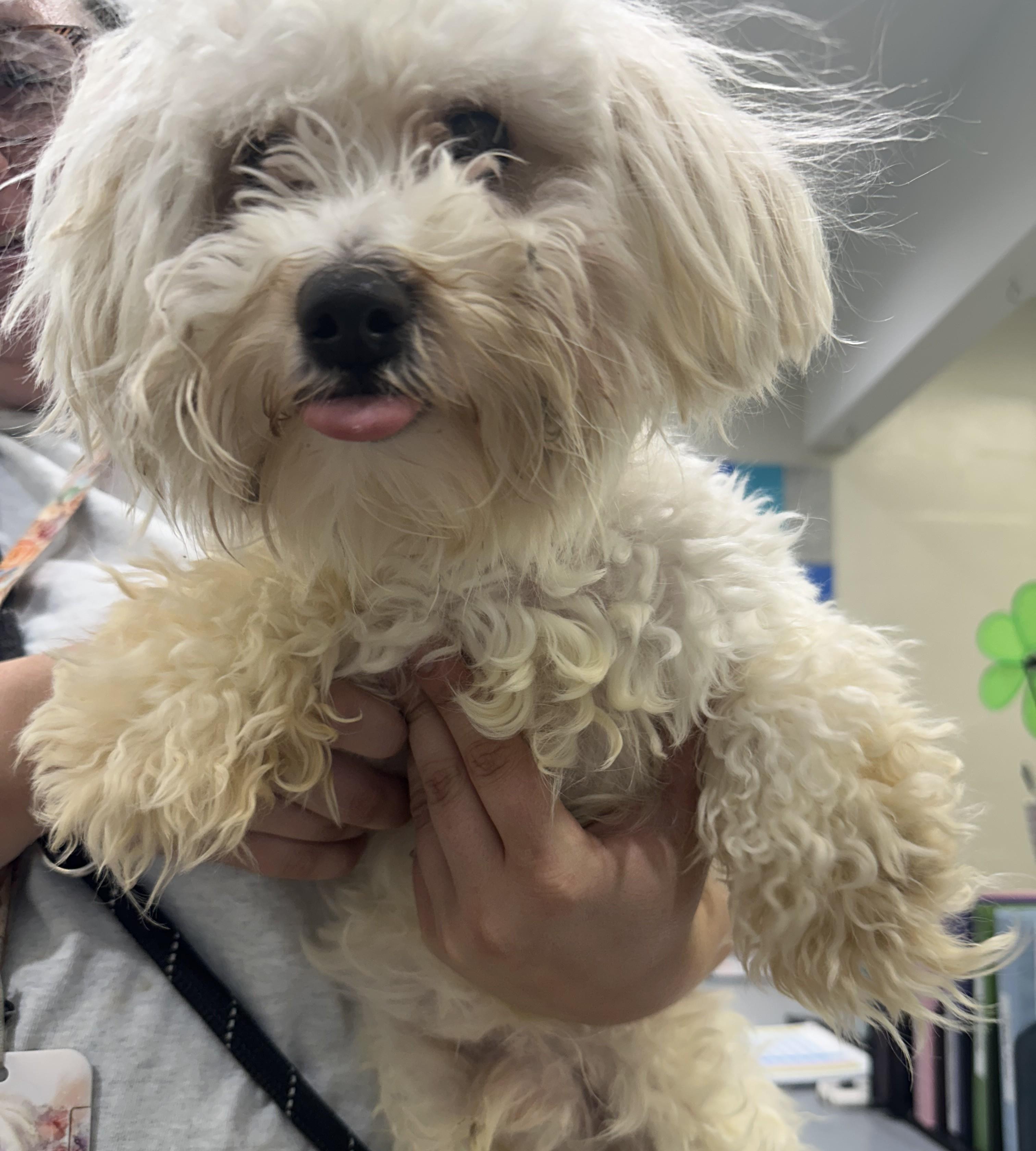 Enlarge Coconut (ID 51287/1424), an adopted Maltipoo in Manassas, VA image 2/2