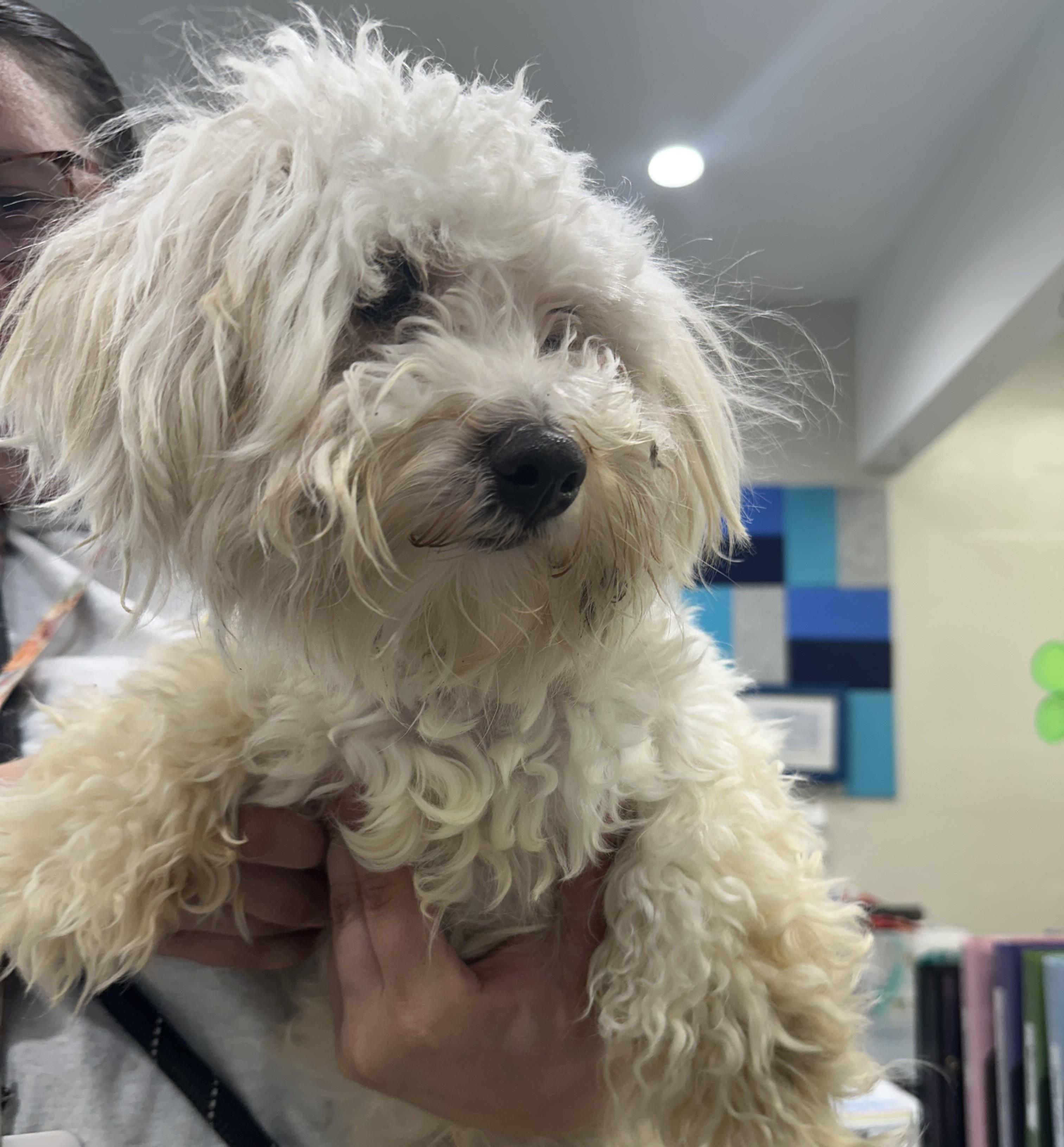 Coconut (ID 51287/1424), adopted, Adult Male Maltipoo.