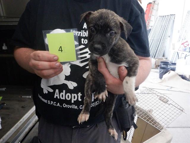 Enlarge MISS PRISS, a Adoptable mixed breed in Oroville, CA image 1/1
