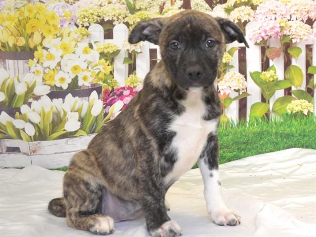 MISS PRISS, Adoptable, Puppy Female Pit Bull Terrier & Mixed Breed.