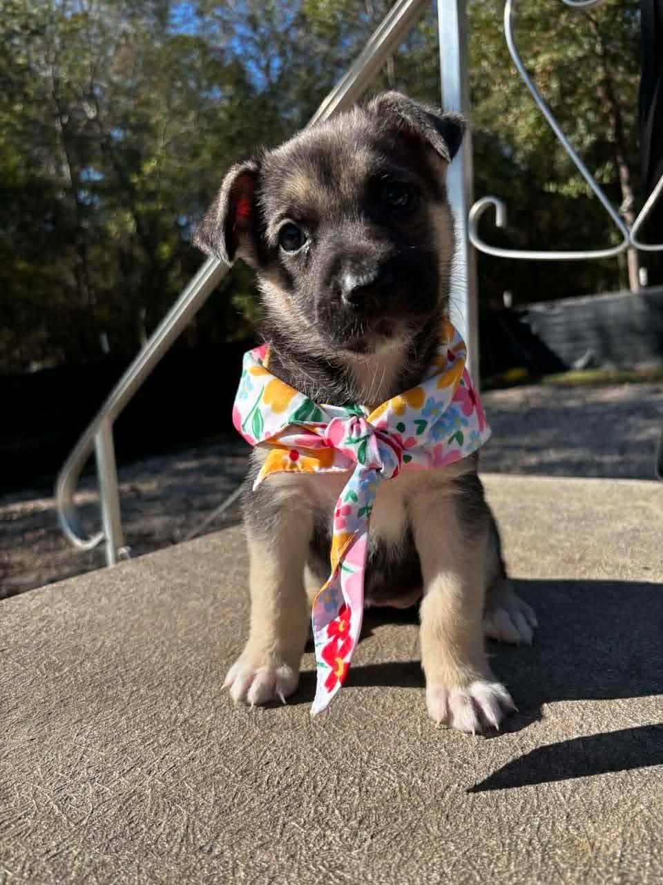 Minka, a ADOPTABLE mixed breed in Spring, TX image 1/6