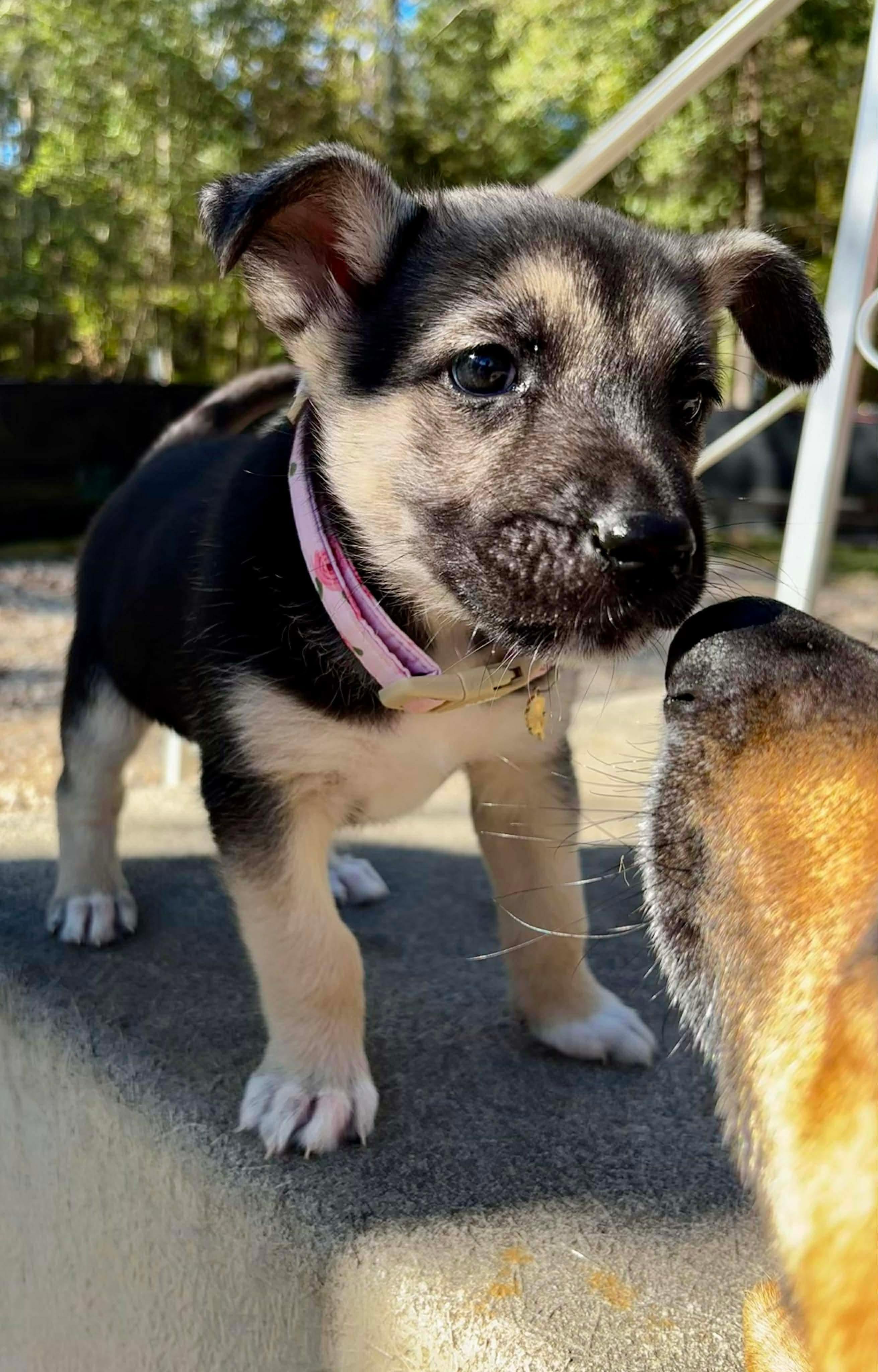 Minka, a ADOPTABLE mixed breed in Spring, TX image 2/6