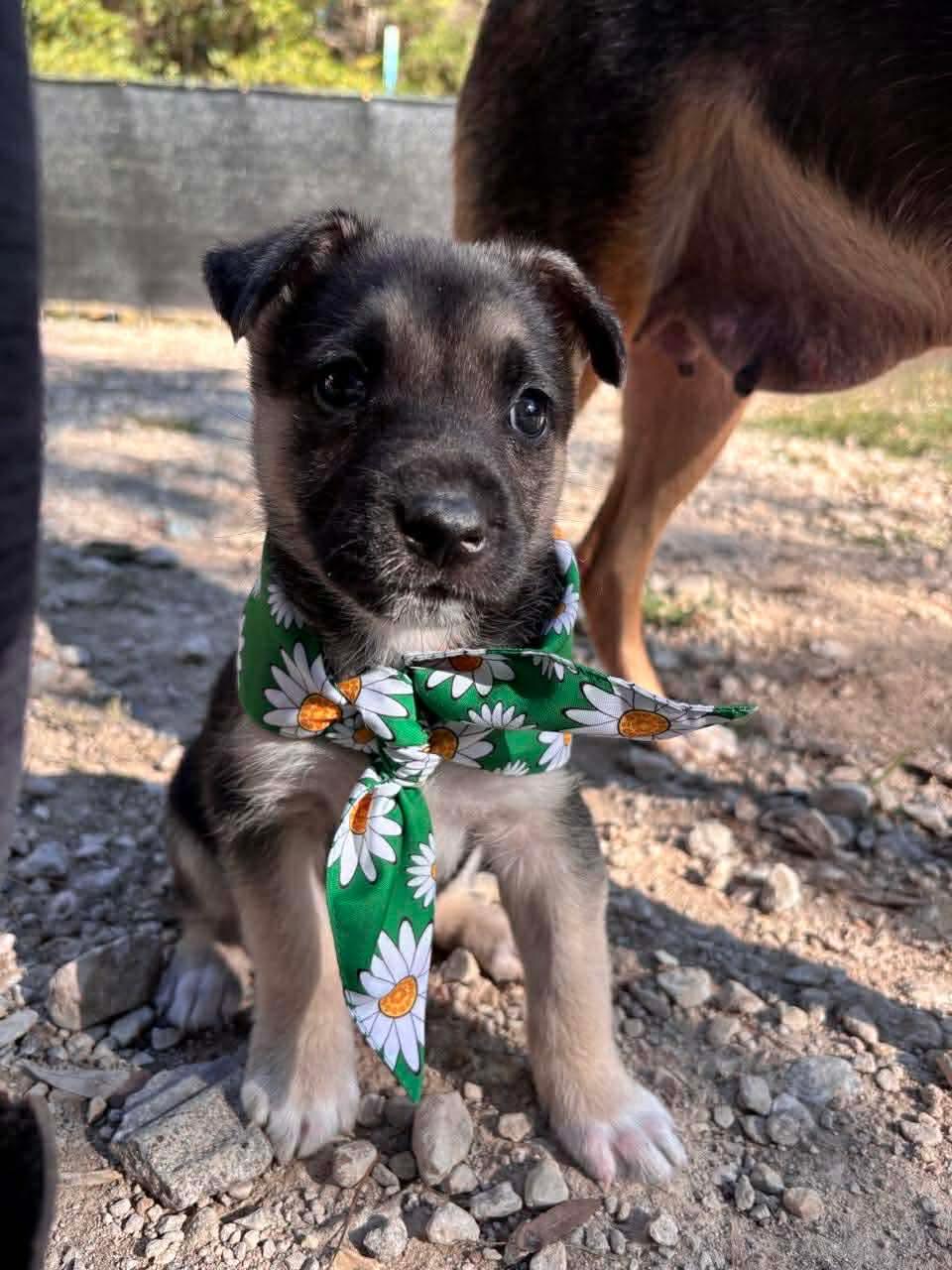 Minka, a ADOPTABLE mixed breed in Spring, TX image 5/6