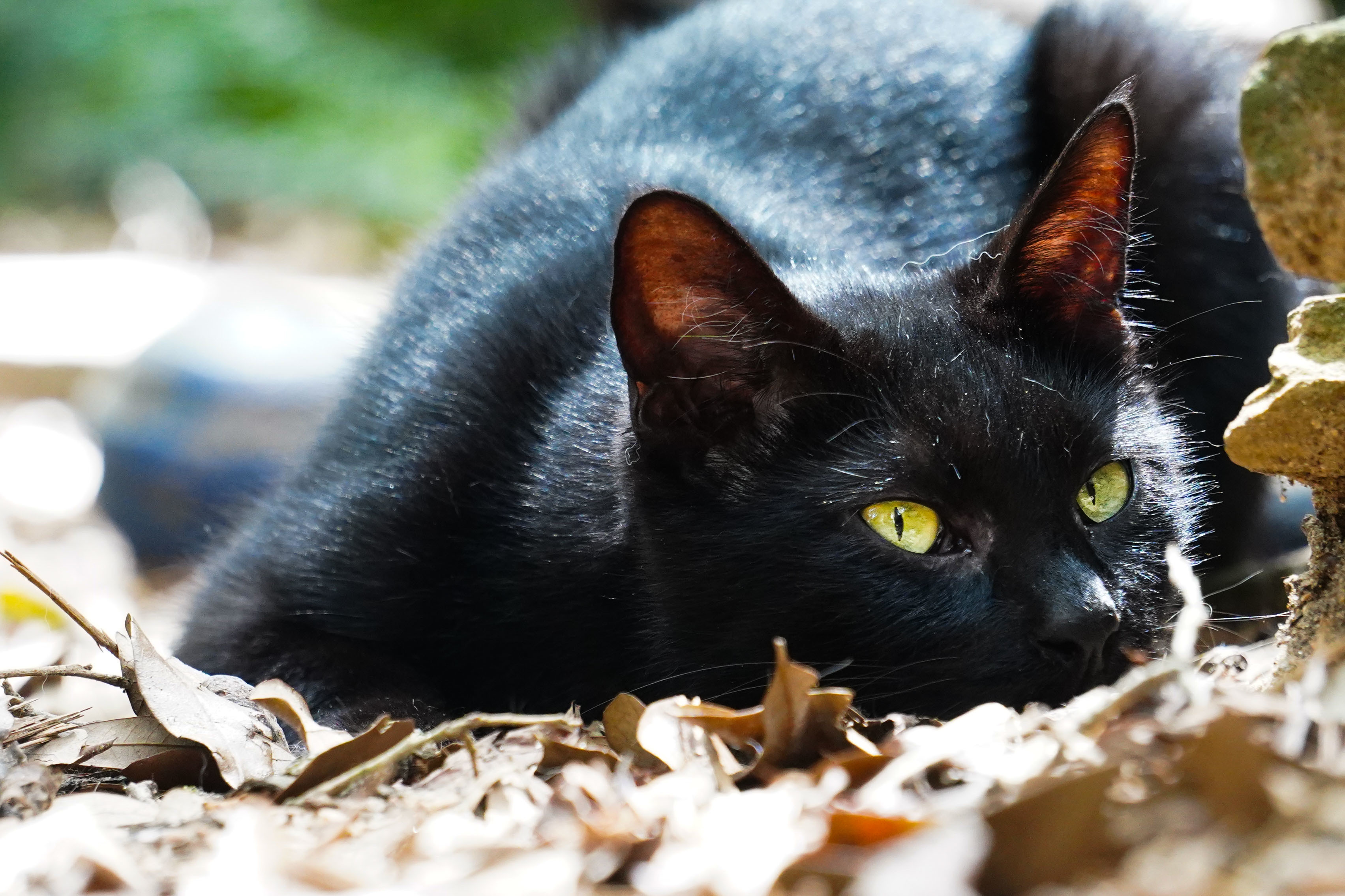 Charlie, Adopted, Adult Male Domestic Short Hair.