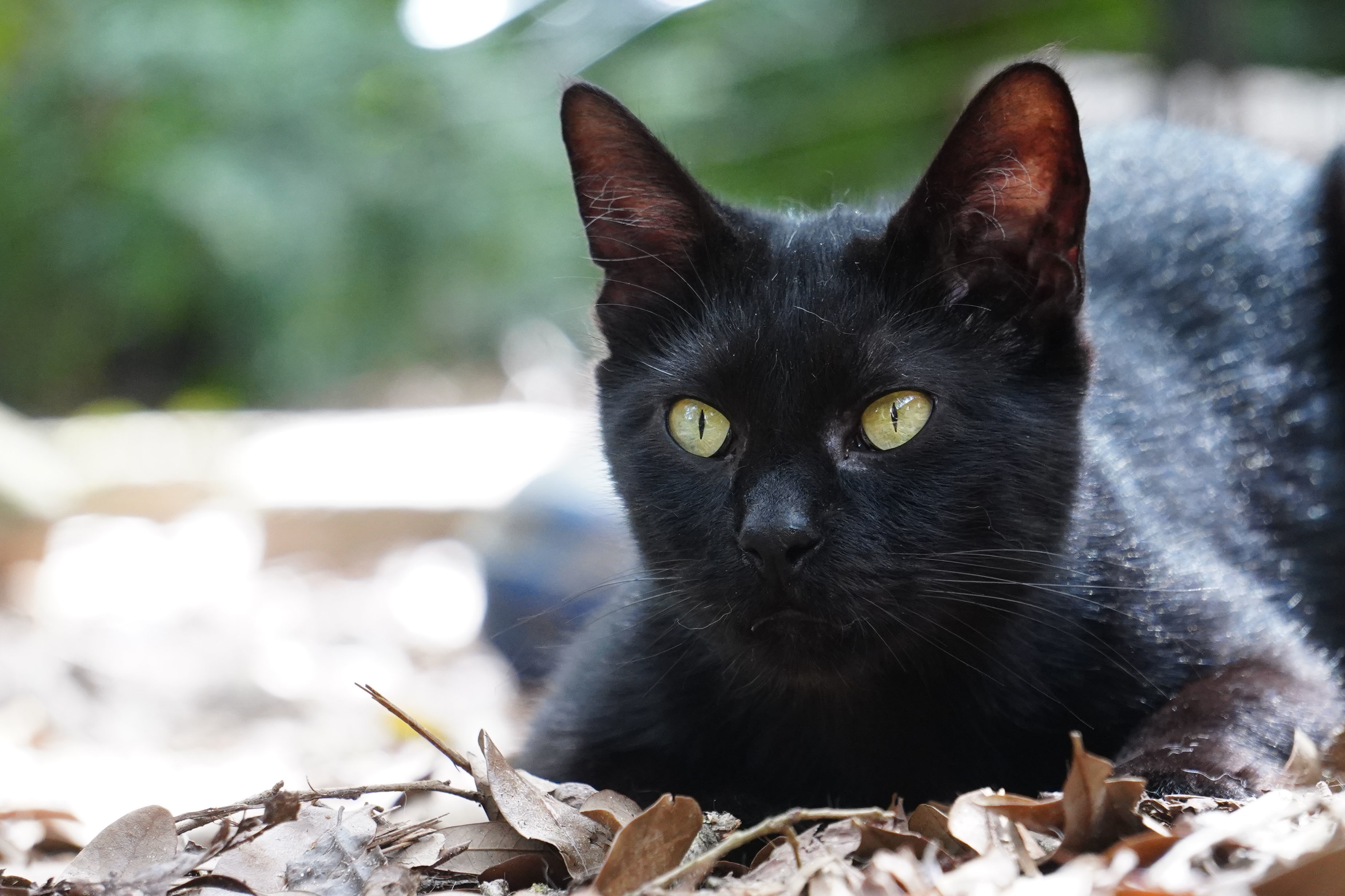 Enlarge Charlie, a Adopted Domestic Short Hair in Spring, TX image 2/10