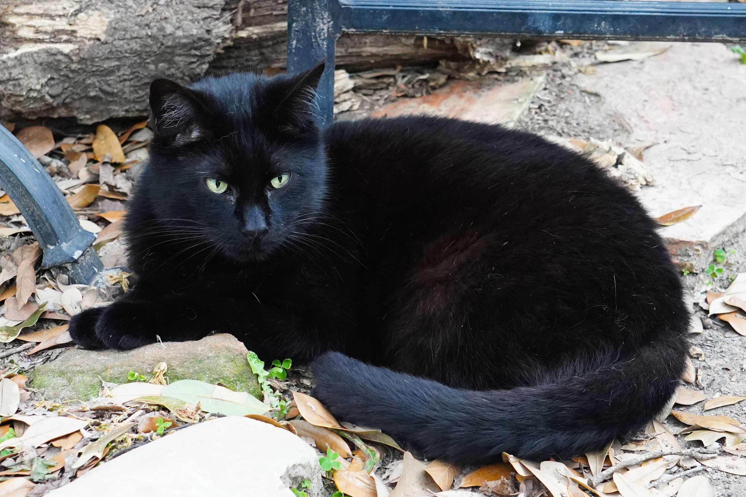 Enlarge Charlie, a Adopted Domestic Short Hair in Spring, TX image 3/10