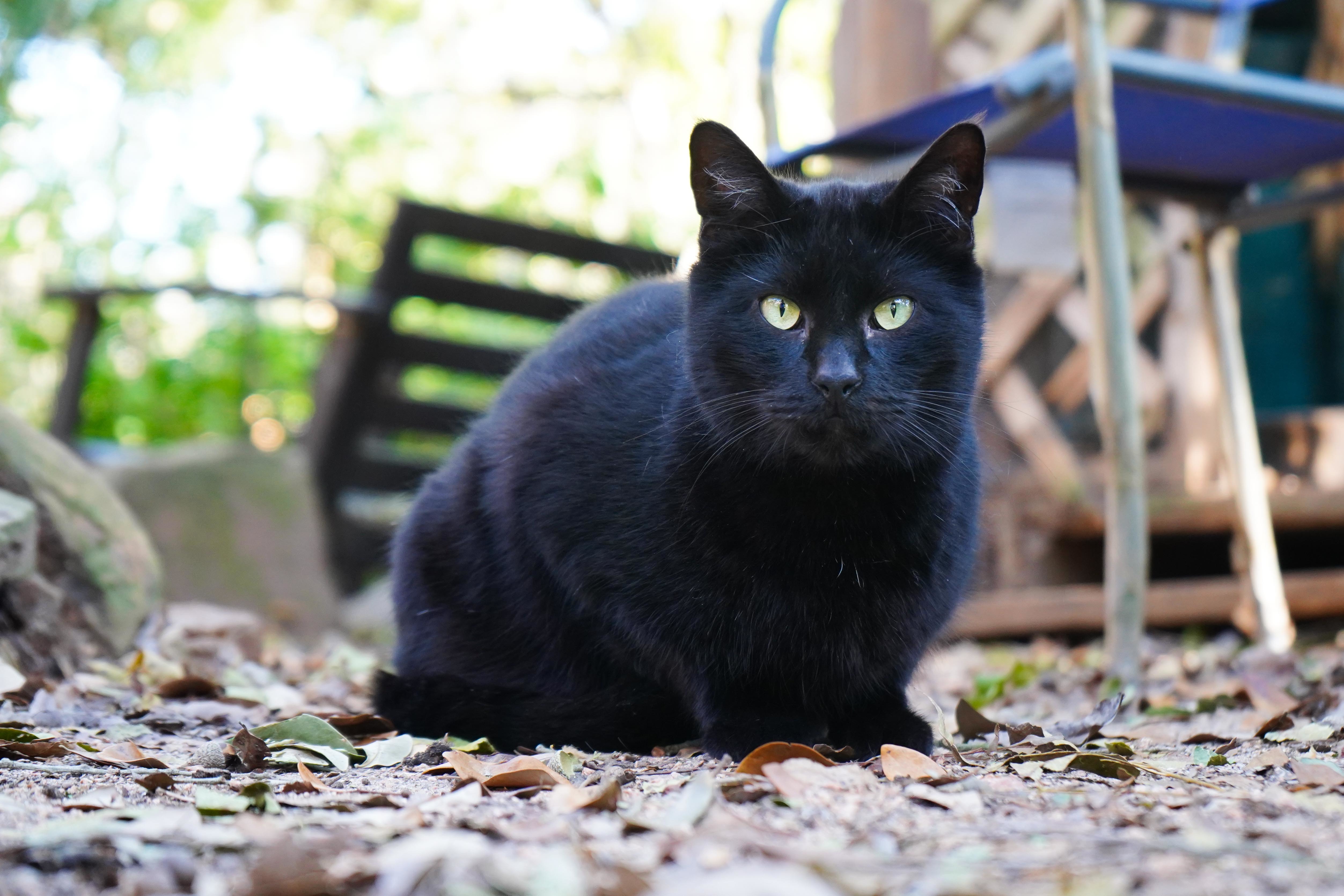 Enlarge Charlie, a Adopted Domestic Short Hair in Spring, TX image 4/10