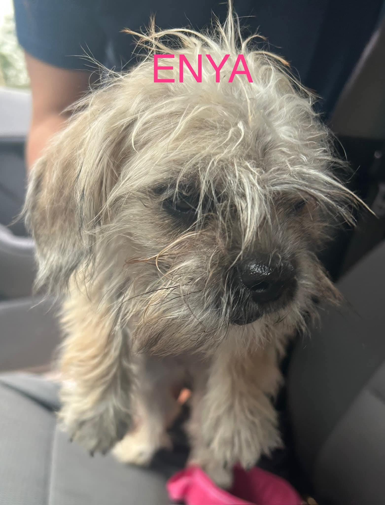 Enya