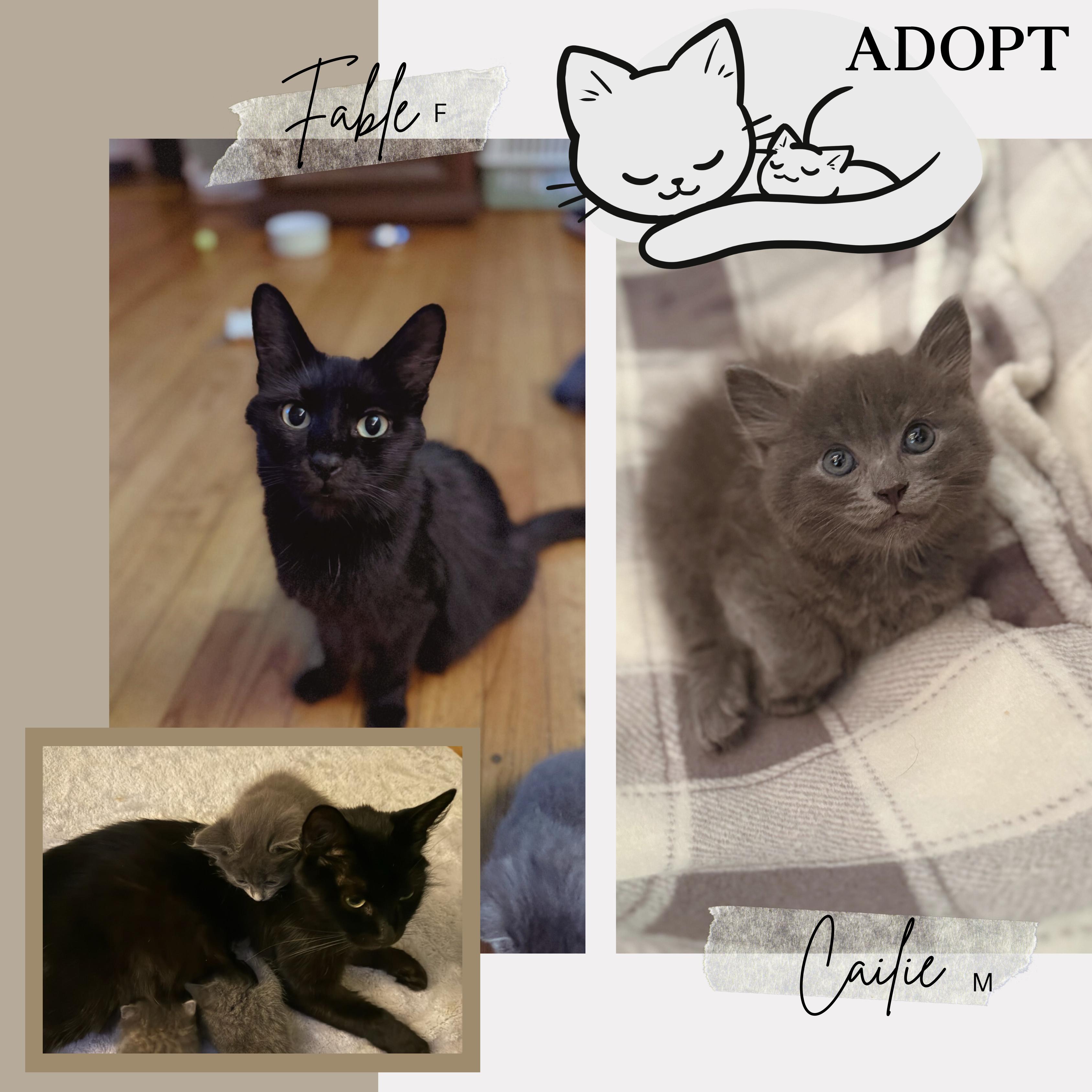 Enlarge PAIR: Fable and Cailie George, a Adopted Domestic Medium Hair in Gaylordsville, CT image 1/1