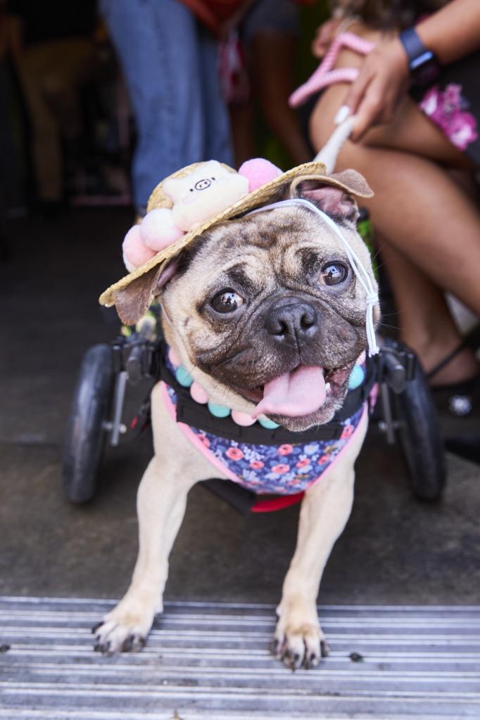 Enlarge Olive *special needs*, a Adoptable Pug in Gardena, CA image 1/6