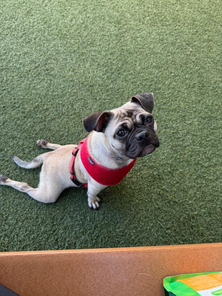 Enlarge Olive *special needs*, a Adoptable Pug in Gardena, CA image 3/6