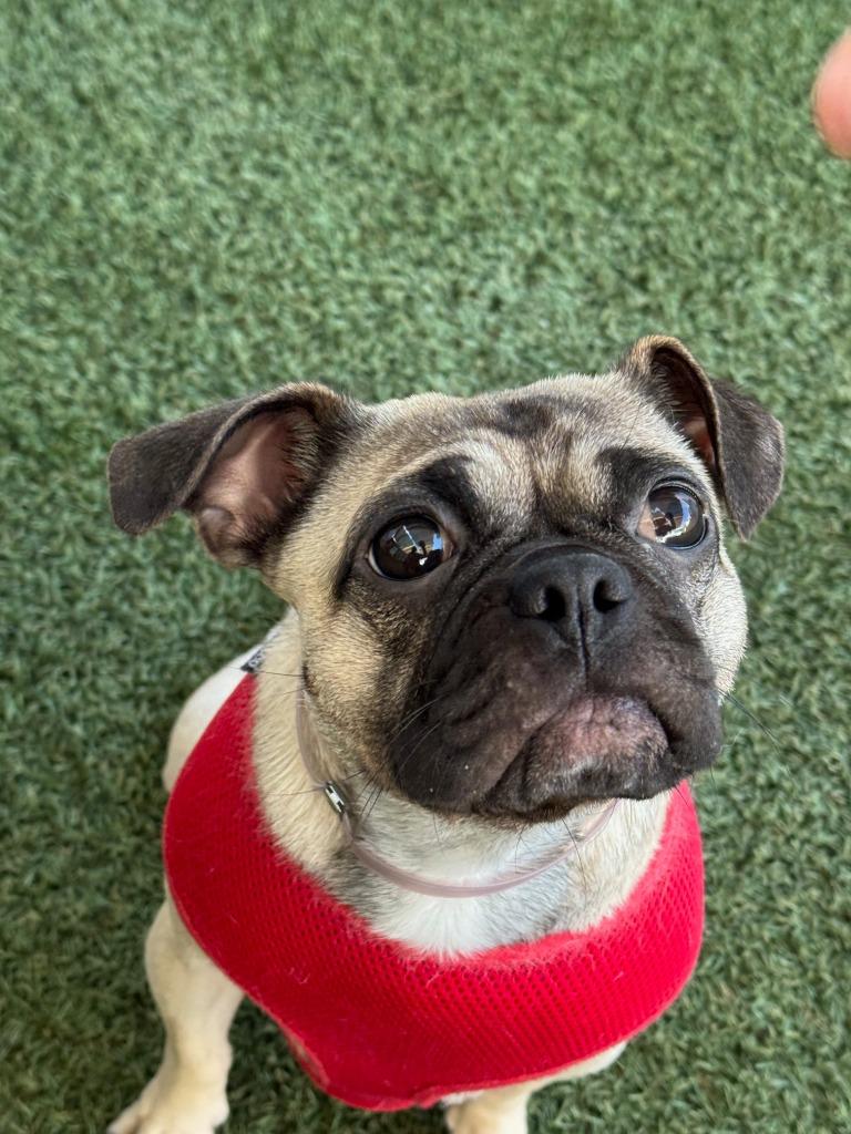 Enlarge Olive *special needs*, a Adoptable Pug in Gardena, CA image 2/6