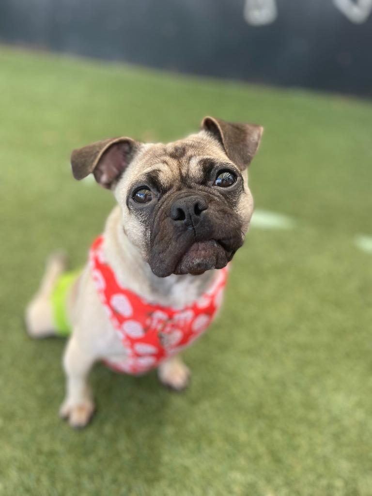 Enlarge Olive *special needs*, a Adoptable Pug in Gardena, CA image 3/6