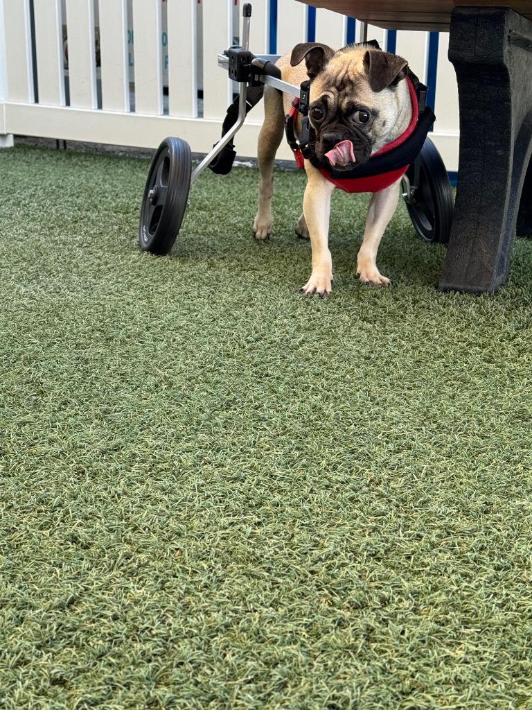 Enlarge Olive *special needs*, a Adoptable Pug in Gardena, CA image 2/6