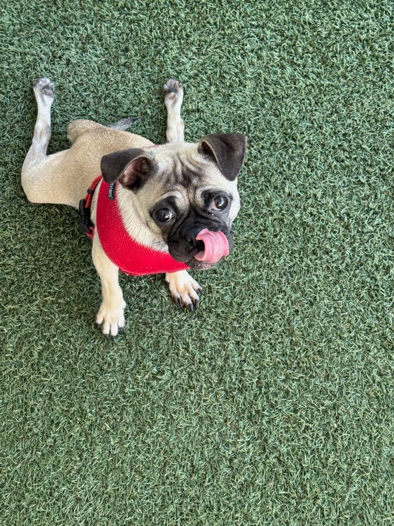Enlarge Olive *special needs*, a Adoptable Pug in Gardena, CA image 4/6