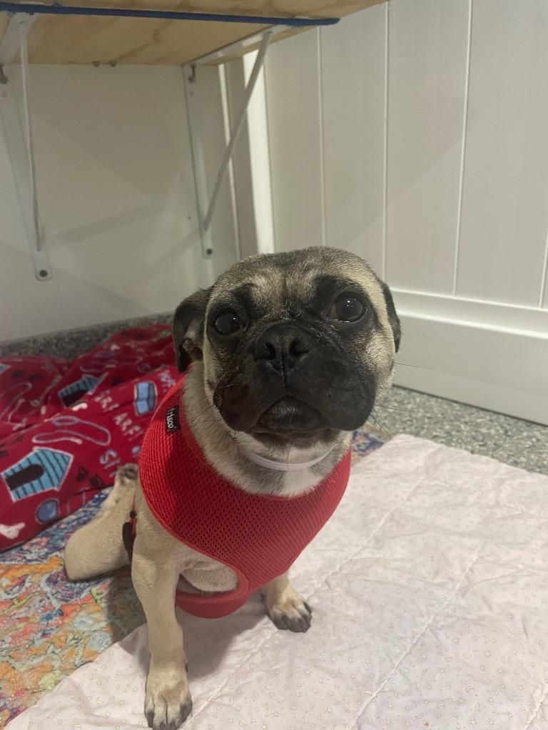 Enlarge Olive *special needs*, a Adoptable Pug in Gardena, CA image 6/6