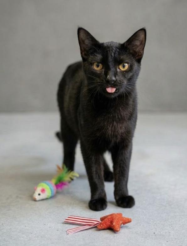 Enlarge Syracuse, a Adoptable Domestic Short Hair in Houston, TX image 4/5