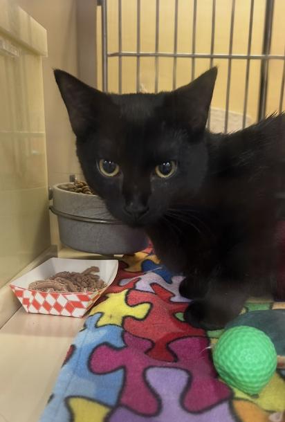 Enlarge Syracuse, a Adoptable Domestic Short Hair in Houston, TX image 3/5