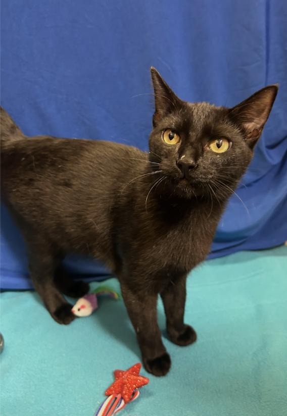 Enlarge Syracuse, a Adoptable Domestic Short Hair in Houston, TX image 2/5