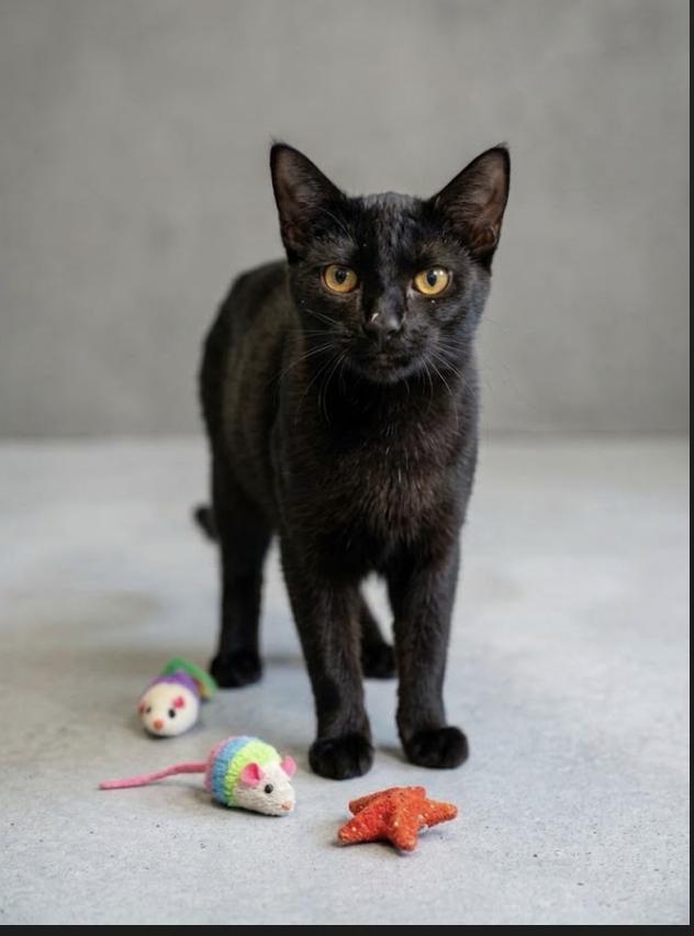 Enlarge Syracuse, a Adoptable Domestic Short Hair in Houston, TX image 1/5