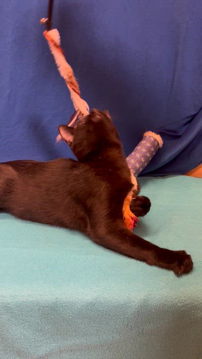 Enlarge Syracuse, a Adoptable Domestic Short Hair in Houston, TX video 5/5