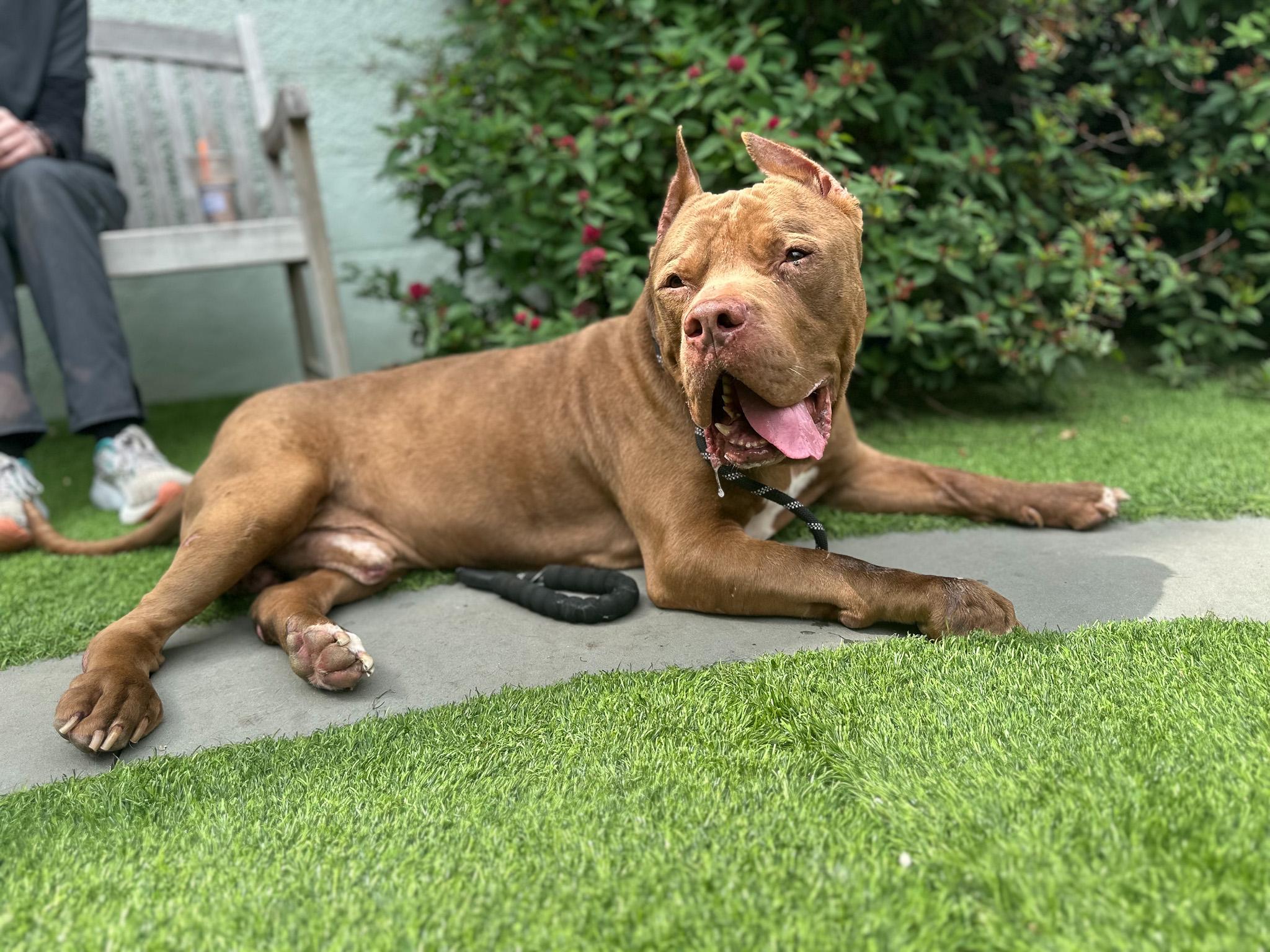 Sap, Adult Male Mastiff