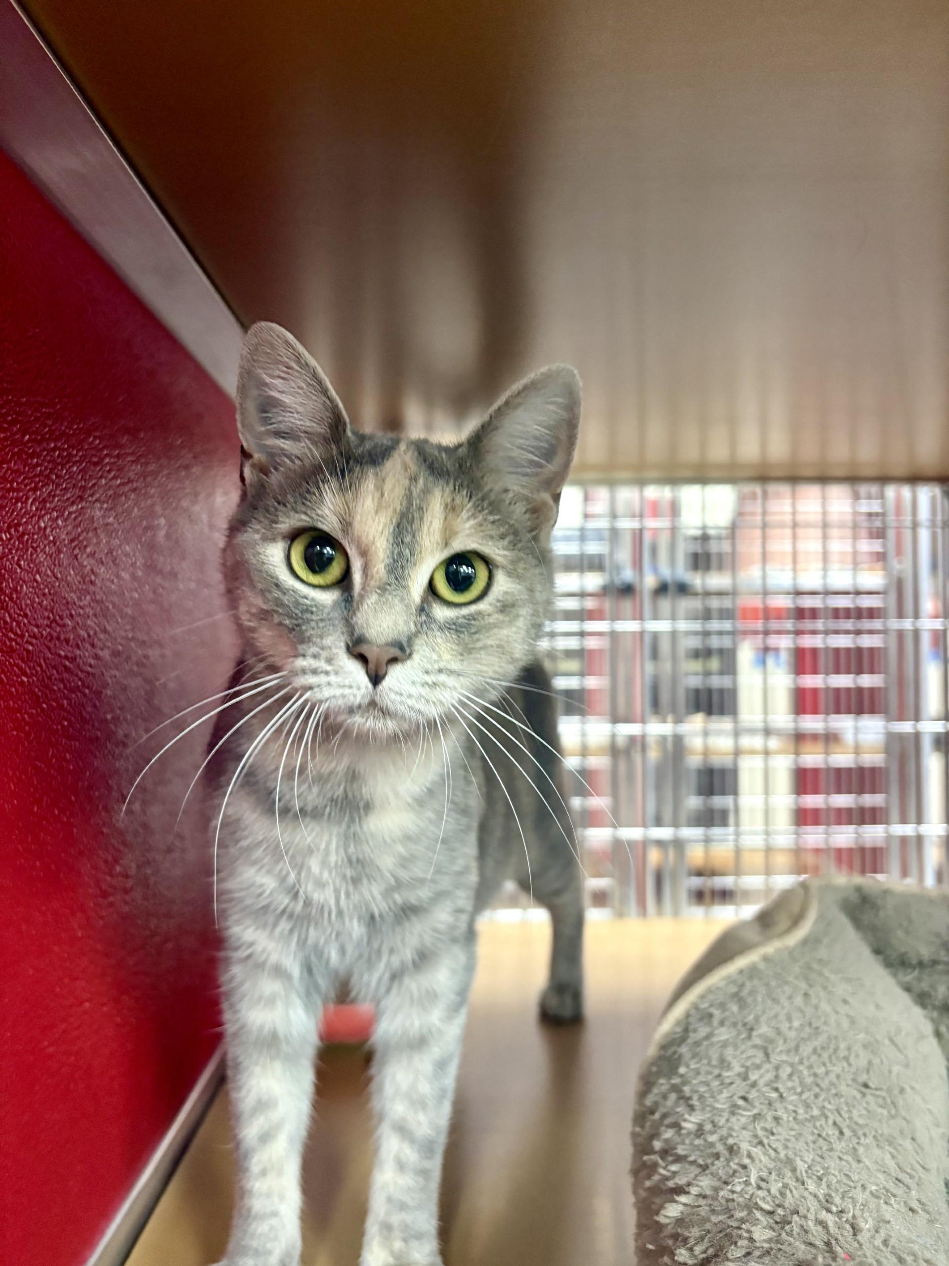 Pearl, an adoptable Domestic Short Hair in Lake Havasu City, AZ, 86406 | Photo Image 1