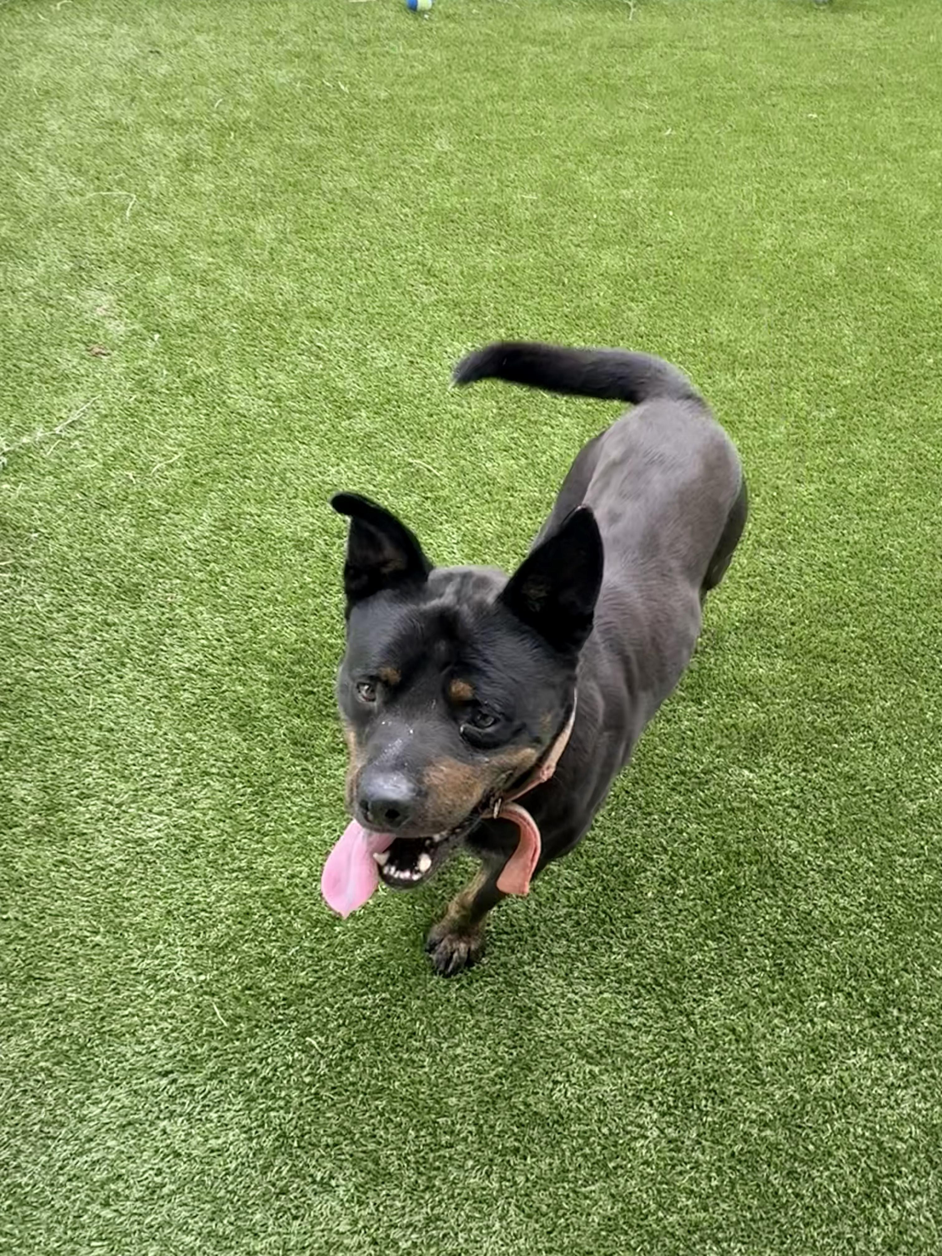 Ammo, ADOPTABLE, Adult Male Rottweiler & German Shepherd Dog.