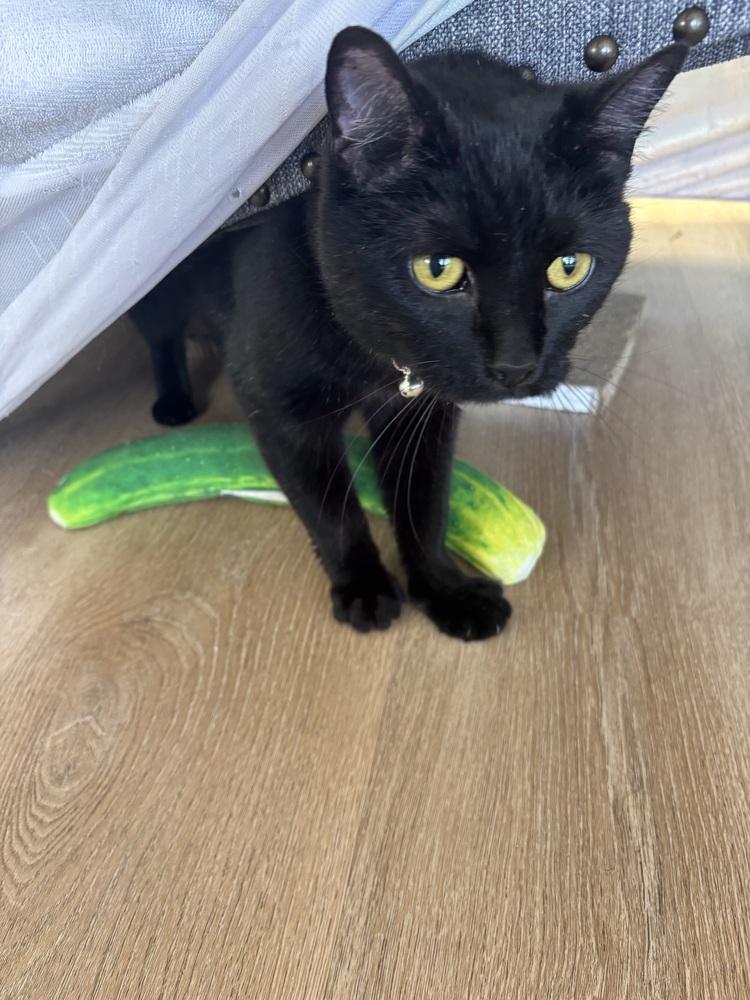 WEDNESDAY, Adoptable, Young Female Domestic Short Hair.
