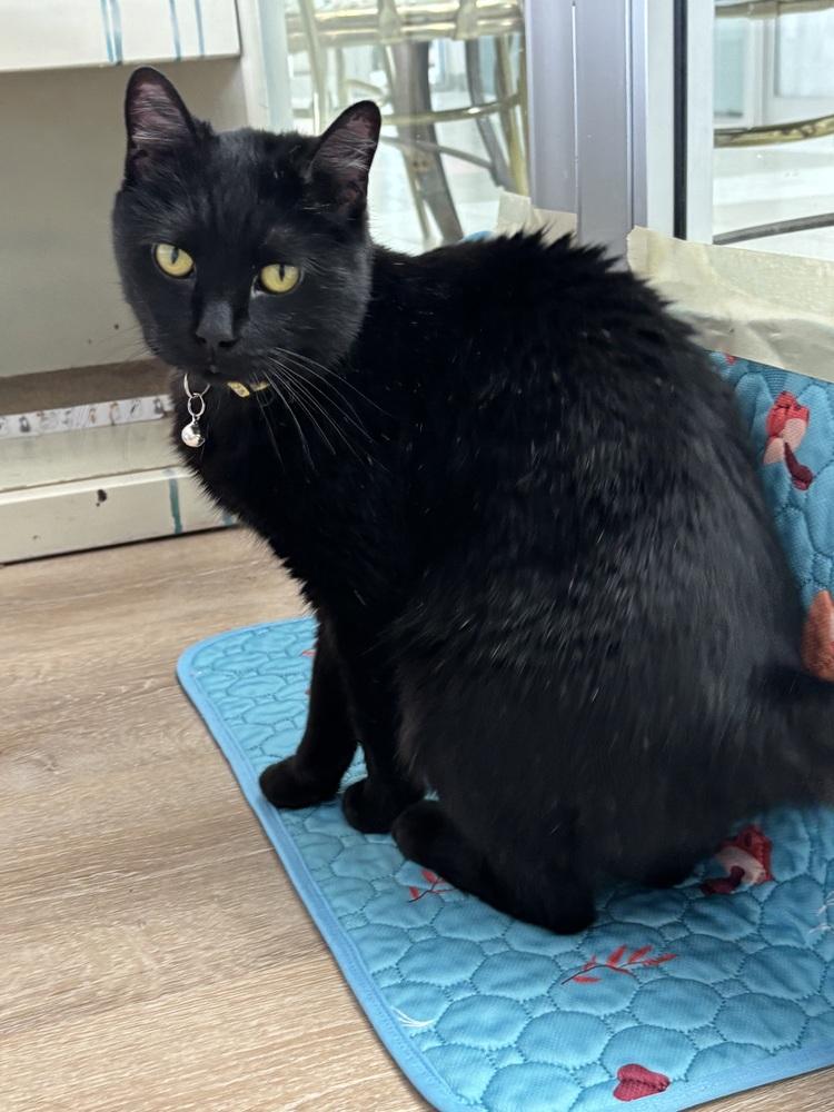 Enlarge WEDNESDAY, a Adoptable Domestic Short Hair in New Woodstock, NY image 2/4