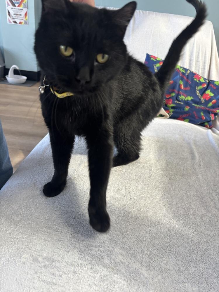Enlarge WEDNESDAY, a Adoptable Domestic Short Hair in New Woodstock, NY image 3/4