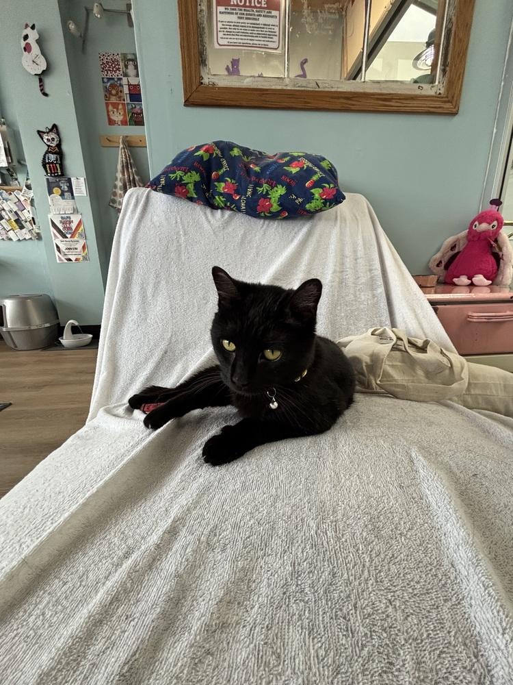 Enlarge WEDNESDAY, a Adoptable Domestic Short Hair in New Woodstock, NY image 4/4