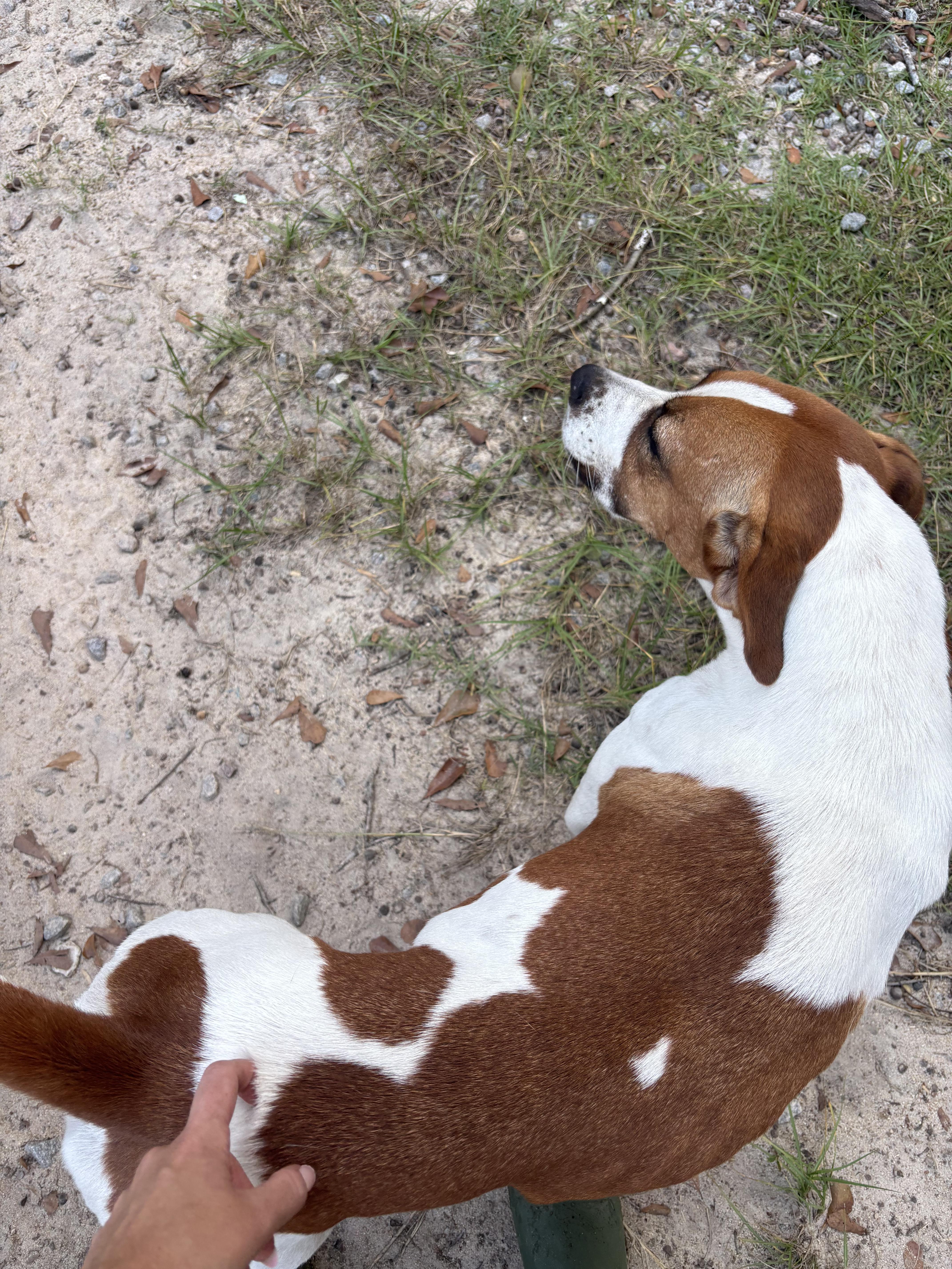 Enlarge Claudia, a Adoptable mixed breed in Orangeburg, SC image 3/3
