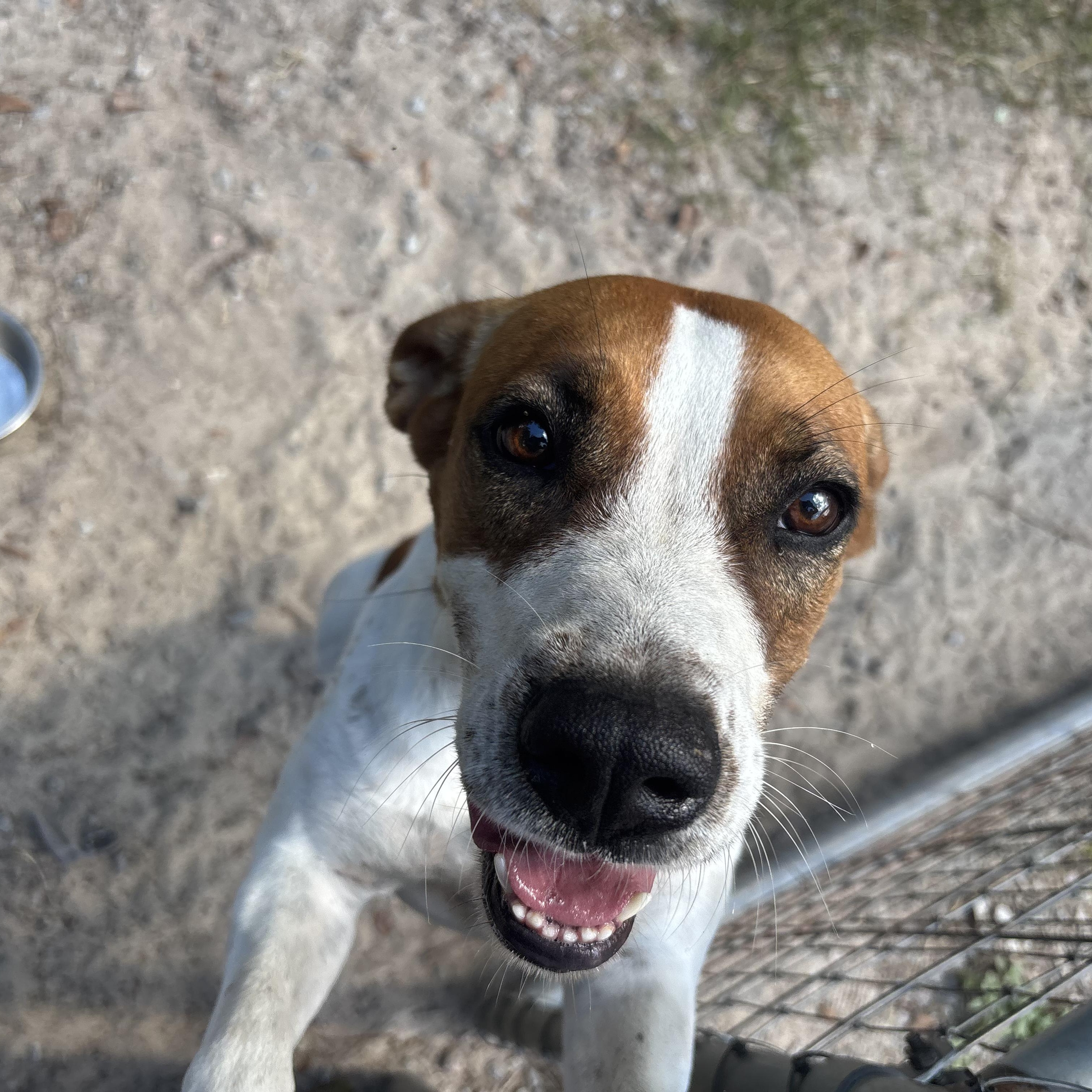 Enlarge Claudia, a Adoptable mixed breed in Orangeburg, SC image 2/2