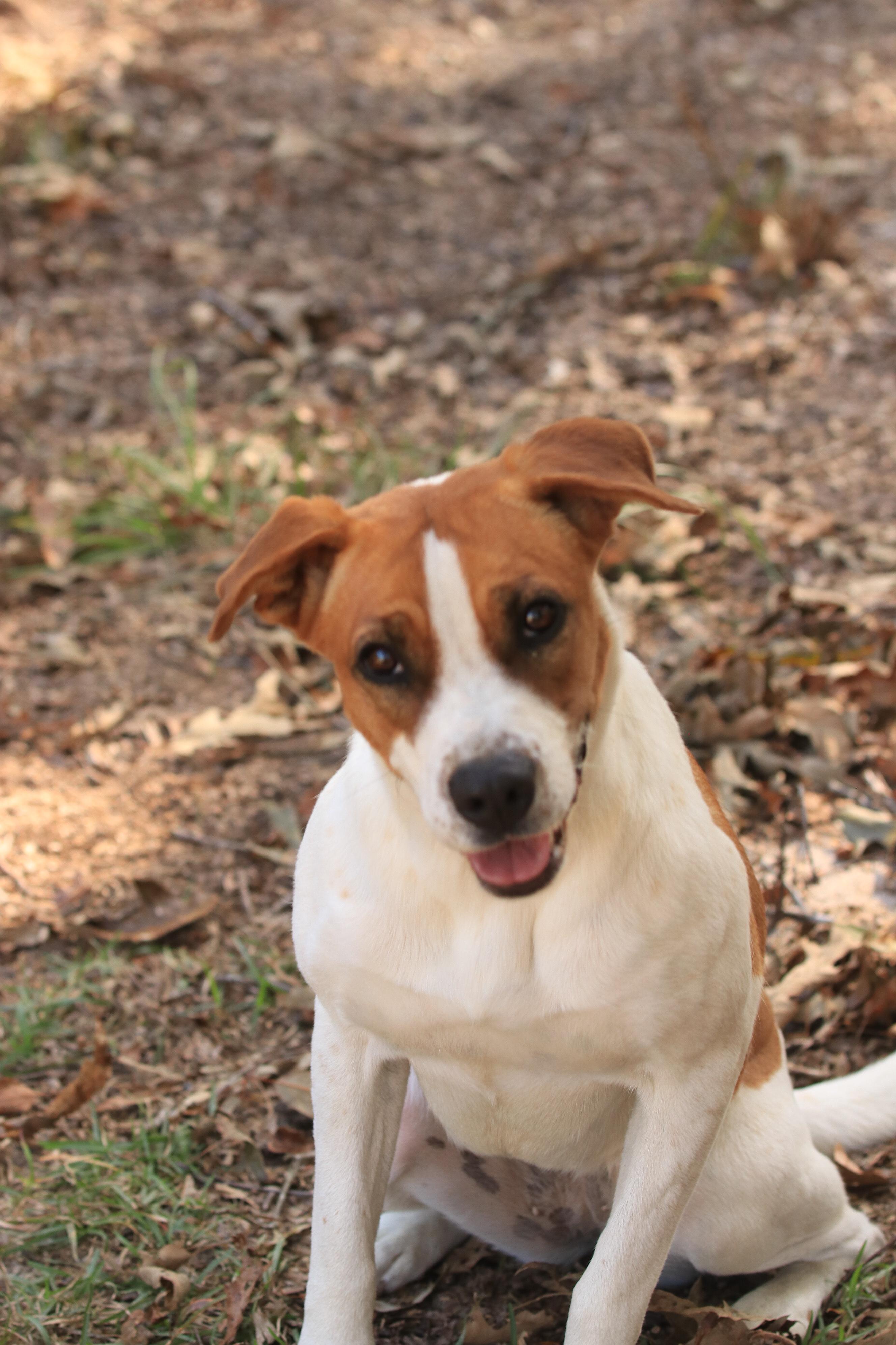 Claudia, Adoptable, Young Female Boxer.