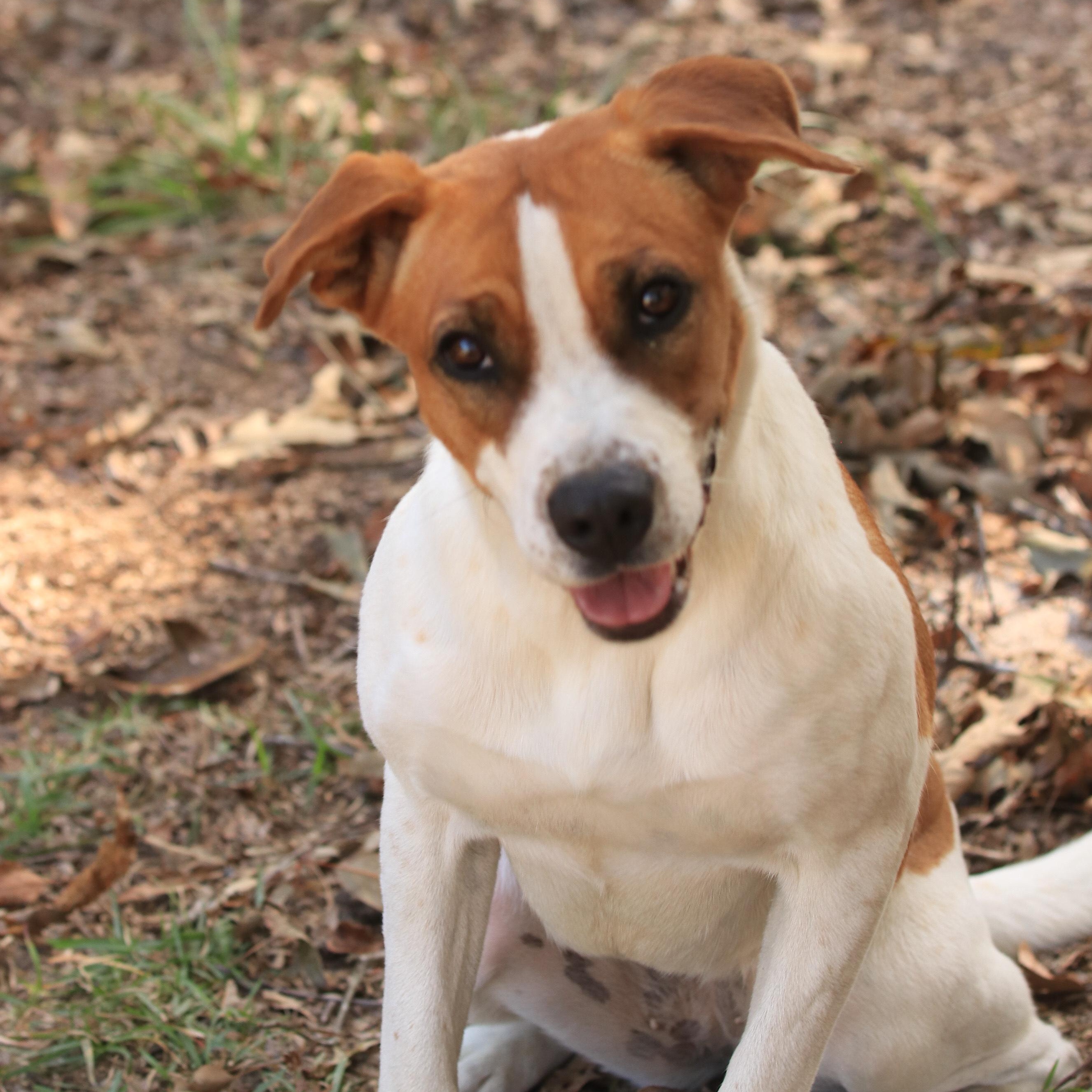 Enlarge Claudia, a Adoptable mixed breed in Orangeburg, SC image 1/2